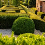 Buxus en taxus combinatie !